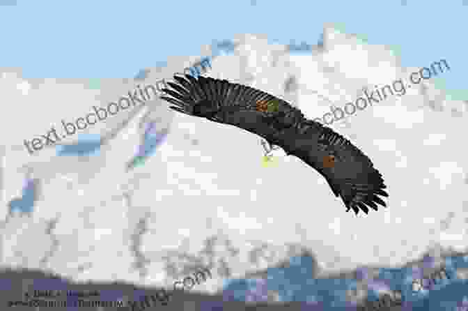 A Bald Eagle Soaring Over A Florida Mountain Incredible Floridas Stephen Orr