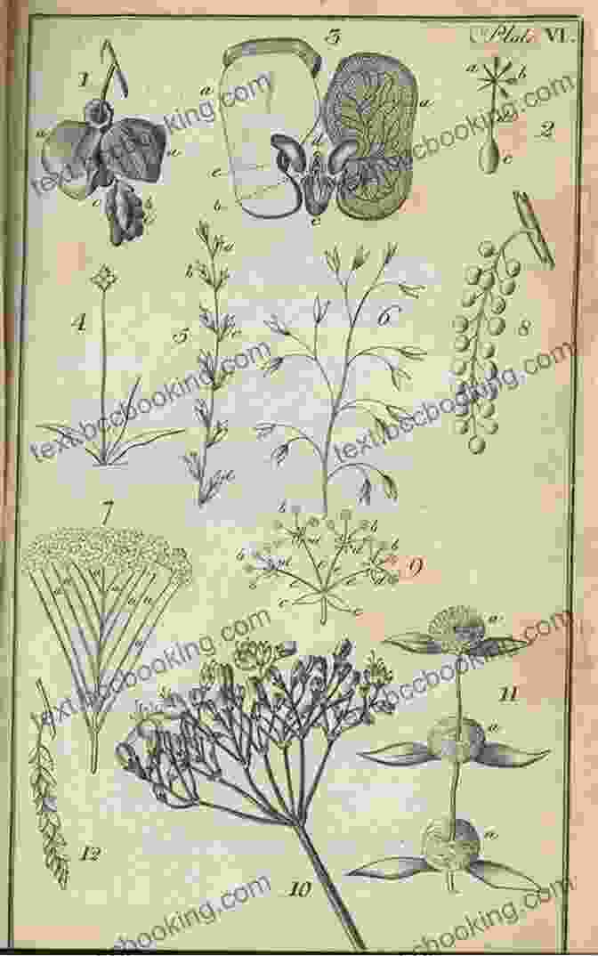 A Botanical Illustration Of A Plant In Its Natural Habitat Botanical Sketchbook: Drawing Painting And Illustration For Botanical Artists