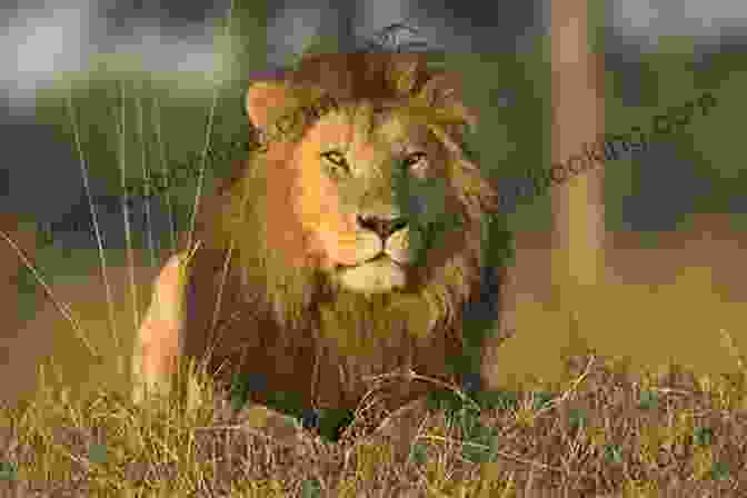 A Breathtaking Photograph Of A Lion Pride In The African Wilderness The Wilderness Family: At Home With Africa S Wildlife