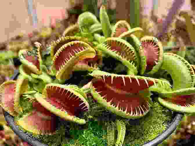 A Carnivorous Plant With Its Jaws Open, Revealing Sharp Teeth Hungry Plants (Step Into Reading)