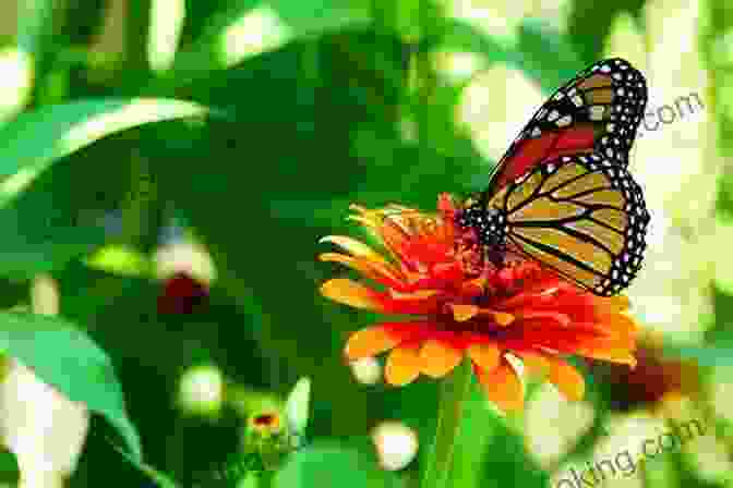 A Close Up Photograph Of A Butterfly Resting On A Flower. ROHMER S GARDEN Mark Stattelman