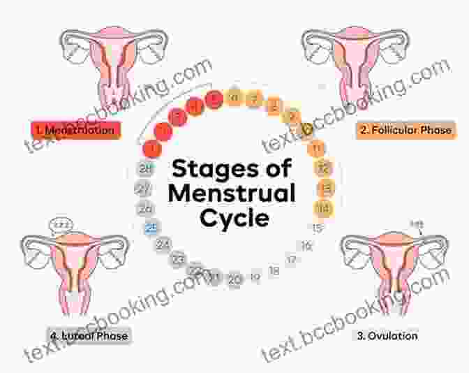 A Detailed Diagram Of The Uterus And Menstrual Cycle Period Power: A Manifesto For The Menstrual Movement