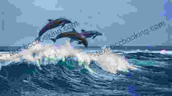 A Group Of Dolphins Playing And Leaping In The Waves National Geographic Readers: Dolphins Melissa Stewart