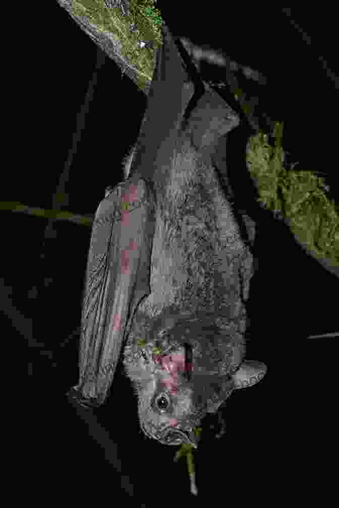 A Group Of Jamaican Fruit Bats Hanging From A Tree Wildlife Of Jamaica: Images Of Jamaican Wildlife