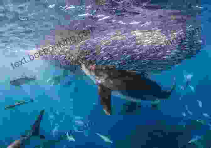 A Group Of Sharks Feeding On A Bait Ball Educational Information About Sharks: All About The Scariest Animal In The Sea