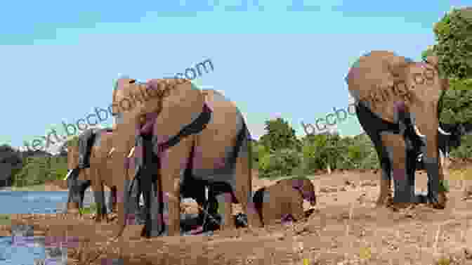 A Herd Of Elephants In The African Savannah Heart Of A Game Ranger: Stories From A Wild Life
