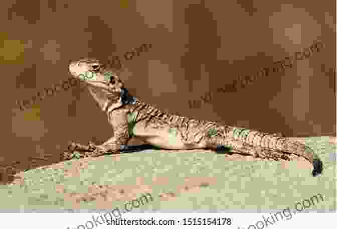 A Lizard Sitting On A Rock In A Park Lizard From The Park Mark Pett