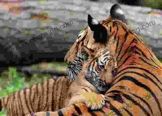 A Mother Tiger Sleeping Peacefully With Her Cub, Showcasing The Protective And Nurturing Aspects Of A Restful Night's Sleep. Sleep Like A Tiger (Caldecott Medal Honors Winning Title(s))