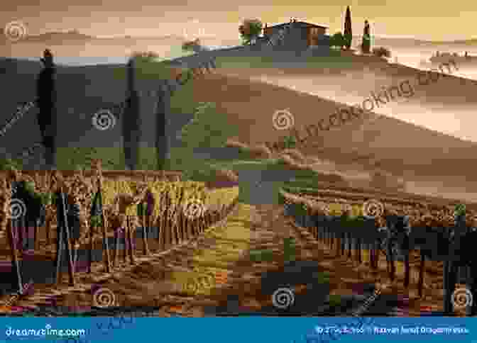 A Panoramic View Of Rolling Vineyards In Tuscany, Italy, Bathed In Warm Golden Sunlight A Thousand Days In Tuscany: A Bittersweet Adventure