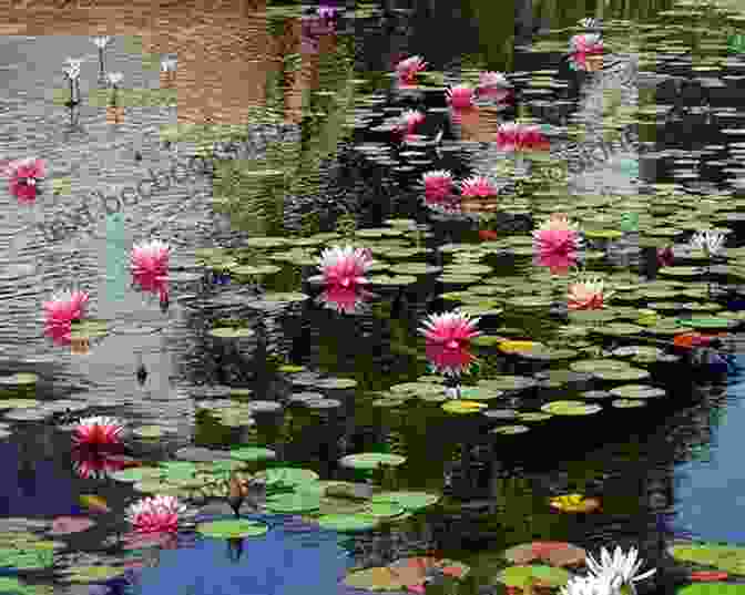 A Photograph Of A Lily Pond, Its Smooth Surface Reflecting The Garden's Lush Foliage. ROHMER S GARDEN Mark Stattelman