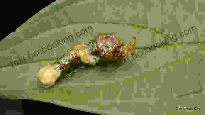 A Pipevine Swallowtail Butterfly Caterpillar Mimicking Bird Droppings How Animal Babies Stay Safe (Let S Read And Find Out Science 1)