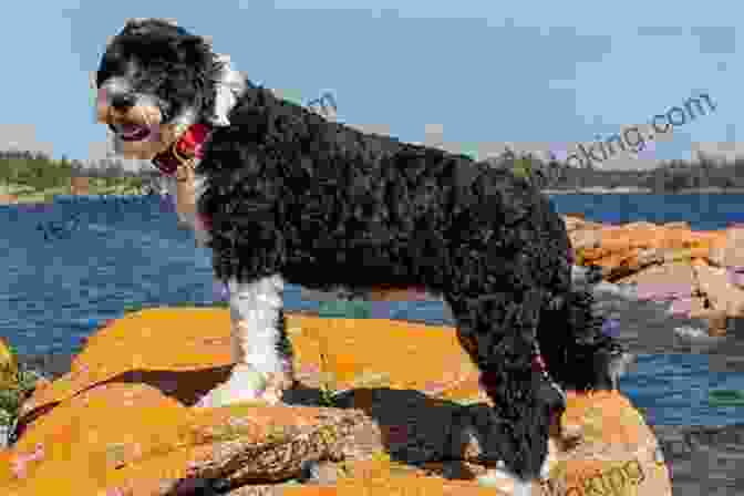 A Playful Portuguese Water Dog Named Winston Joyfully Splashing In The Ocean Winston The Water Dog: Portuguese Water Dog Tales