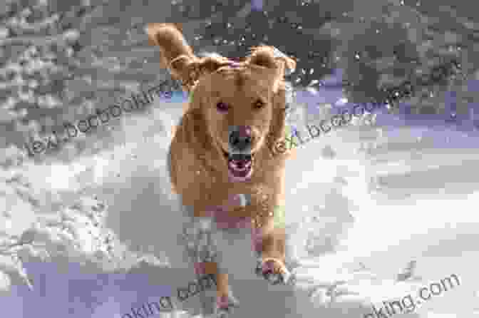 A Playful Puppy Bounding Through The Snow Douggie: The Playful Pup Who Became A Sled Dog Hero