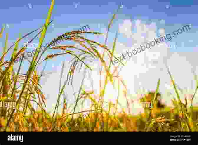 A Sprawling Rice Field Under A Clear Blue Sky Oishinbo: The Joy Of Rice Vol 6: A La Carte
