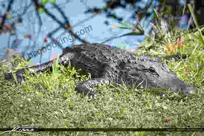 An Alligator Basking In The Sun In The Everglades Incredible Floridas Stephen Orr