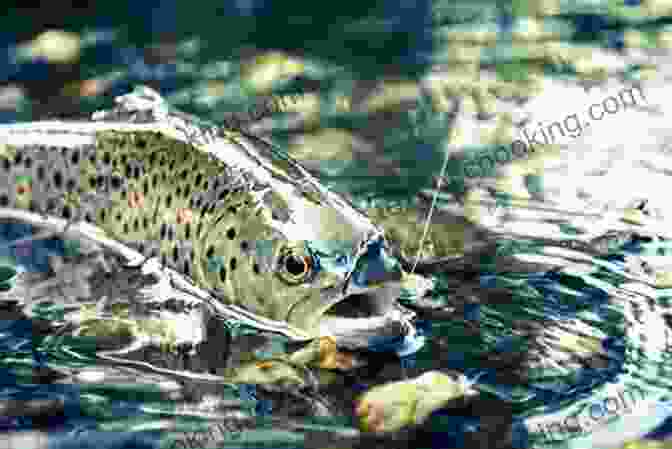 Effective Trout Fishing Techniques The Bug Book: A Fly Fisher S Guide To Trout Stream Insects