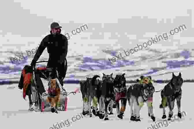 Jack Crossing The Finish Line Of The Iditarod Trail Sled Dog Race Douggie: The Playful Pup Who Became A Sled Dog Hero