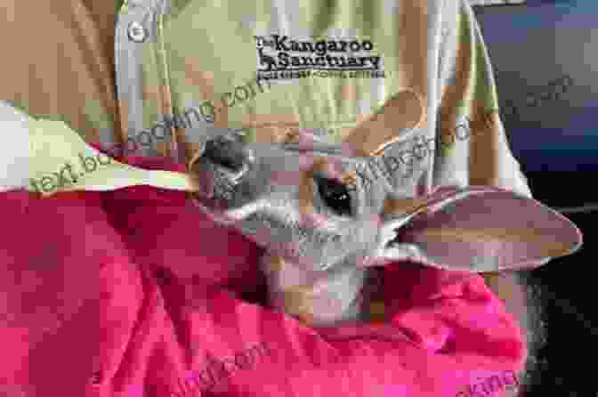 Joey Is Being Cared For By A Sanctuary Staff Member. A Safe Place For Joey