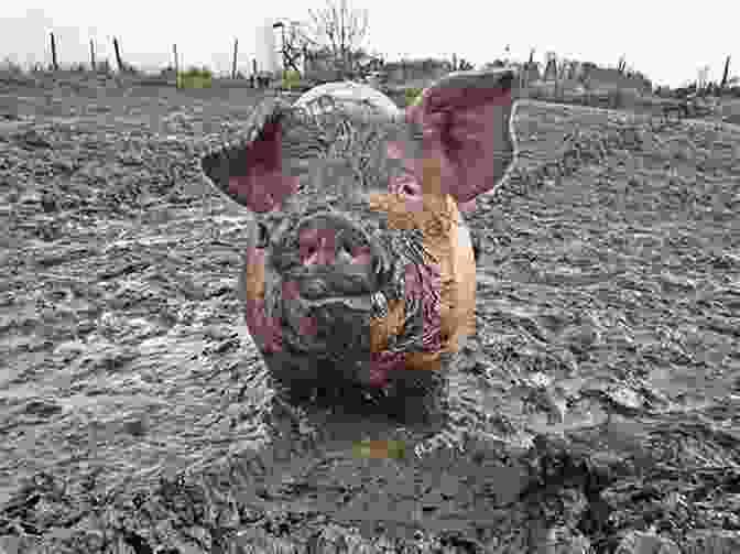 Muddy The Little Pig Playing In The Mud Muddy The Little Pig: The 7 Virtues Stories From Hawk S Little Ranch Vol 3