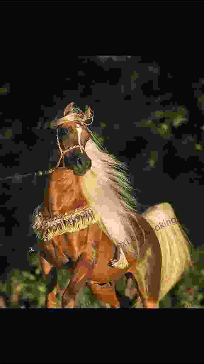 Sham, The Majestic Arabian Stallion, With Its Flowing Mane And Piercing Gaze. King Of The Wind: The Story Of The Godolphin Arabian