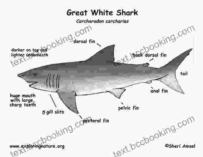 Shark Anatomy Labeled With Various Body Parts Educational Information About Sharks: All About The Scariest Animal In The Sea