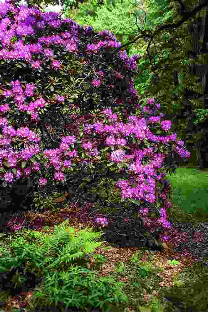 Stattelman's Photograph Of Blooming Rhododendrons Creates A Vibrant Tapestry Of Color. ROHMER S GARDEN Mark Stattelman