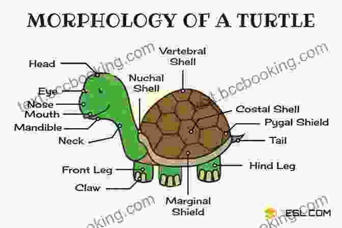 Turtle Body Language Chart How To Train Your Turtle