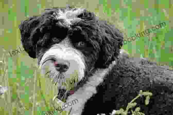 Winston The Portuguese Water Dog Sits Surrounded By His Loving Family, Illustrating The Strong Bonds He Forms With Humans Winston The Water Dog: Portuguese Water Dog Tales